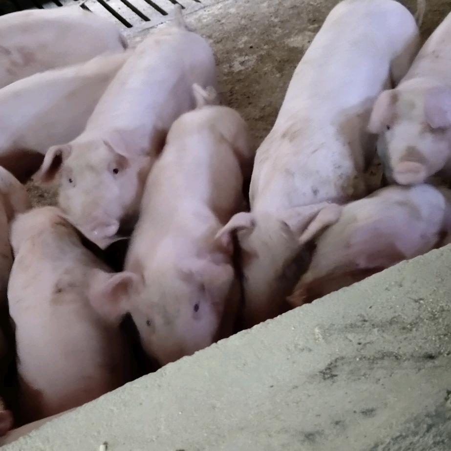 农村养殖   土蜜蜂