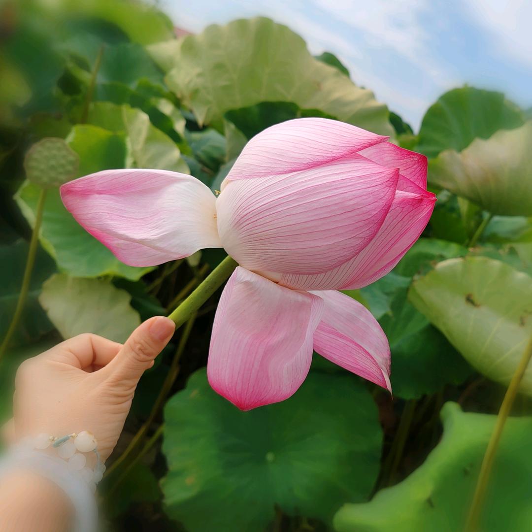 ～小鱼