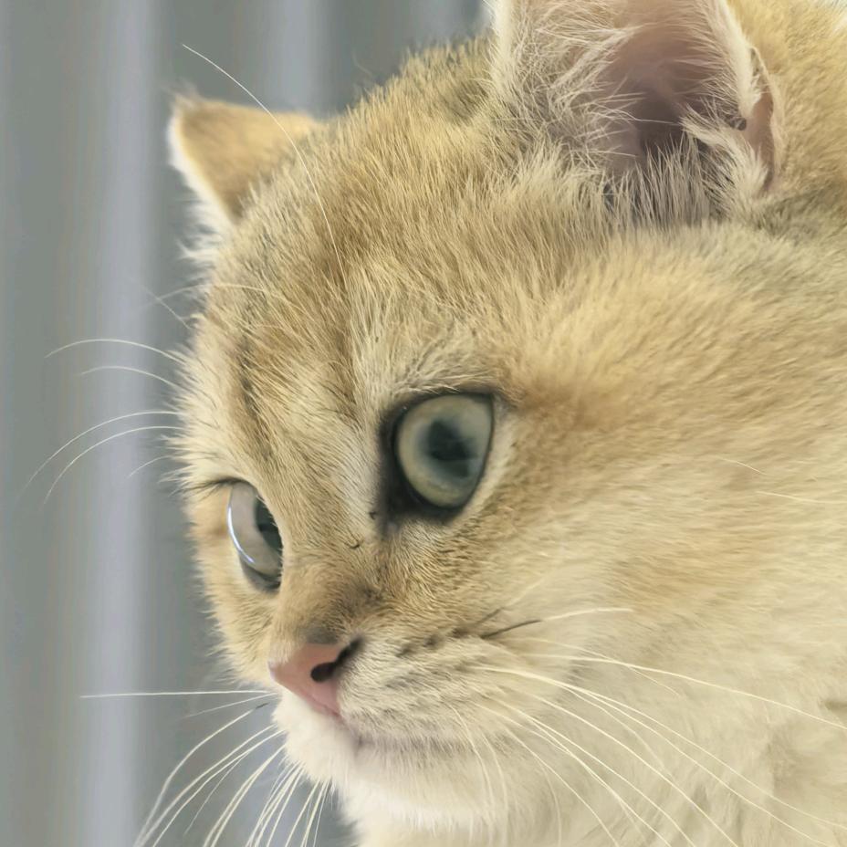 梨花米二＋金渐层金宝