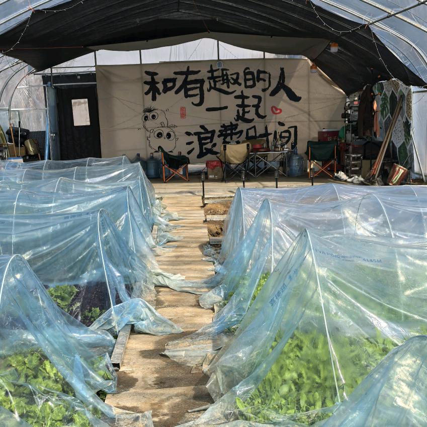 菜园时光