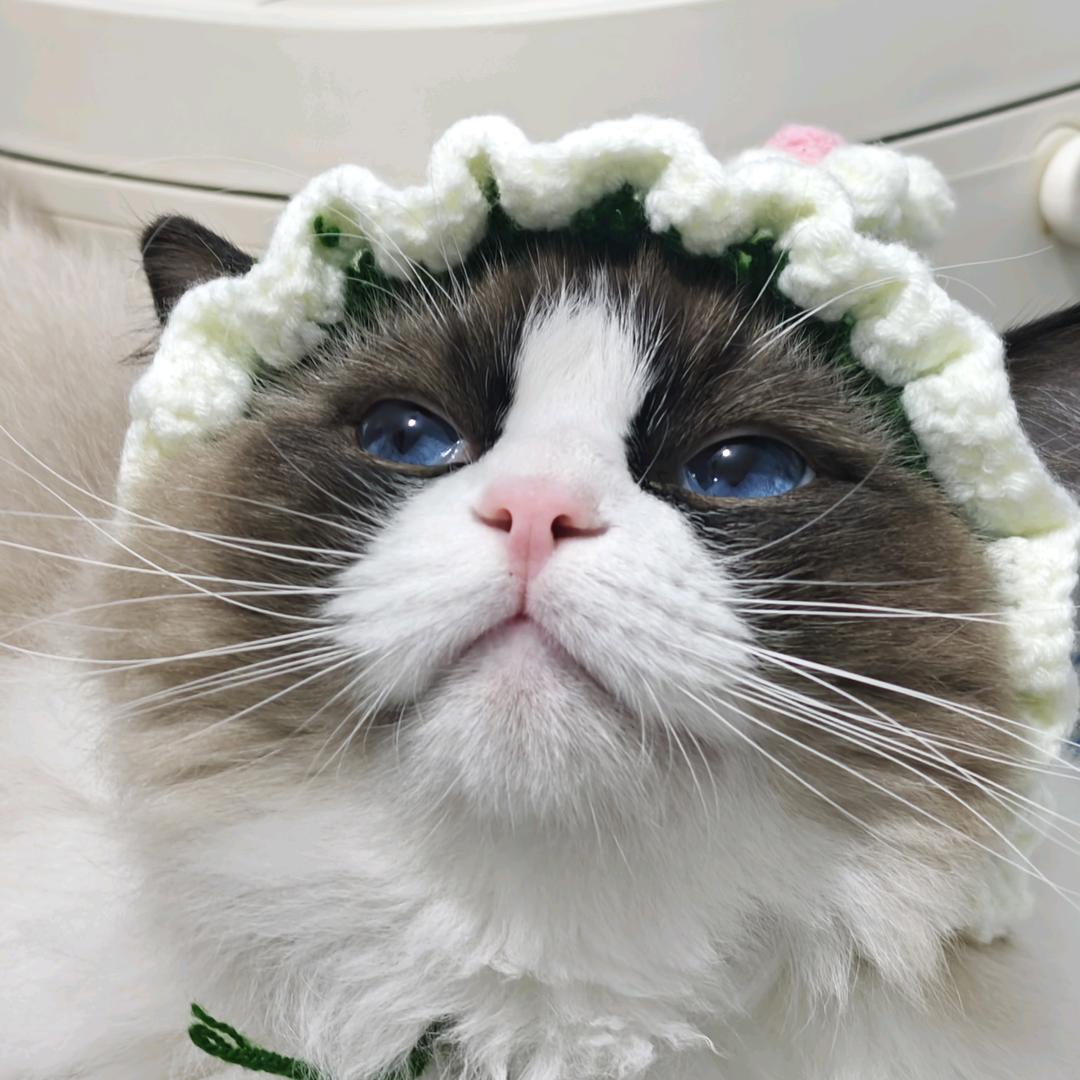 给我香菜
