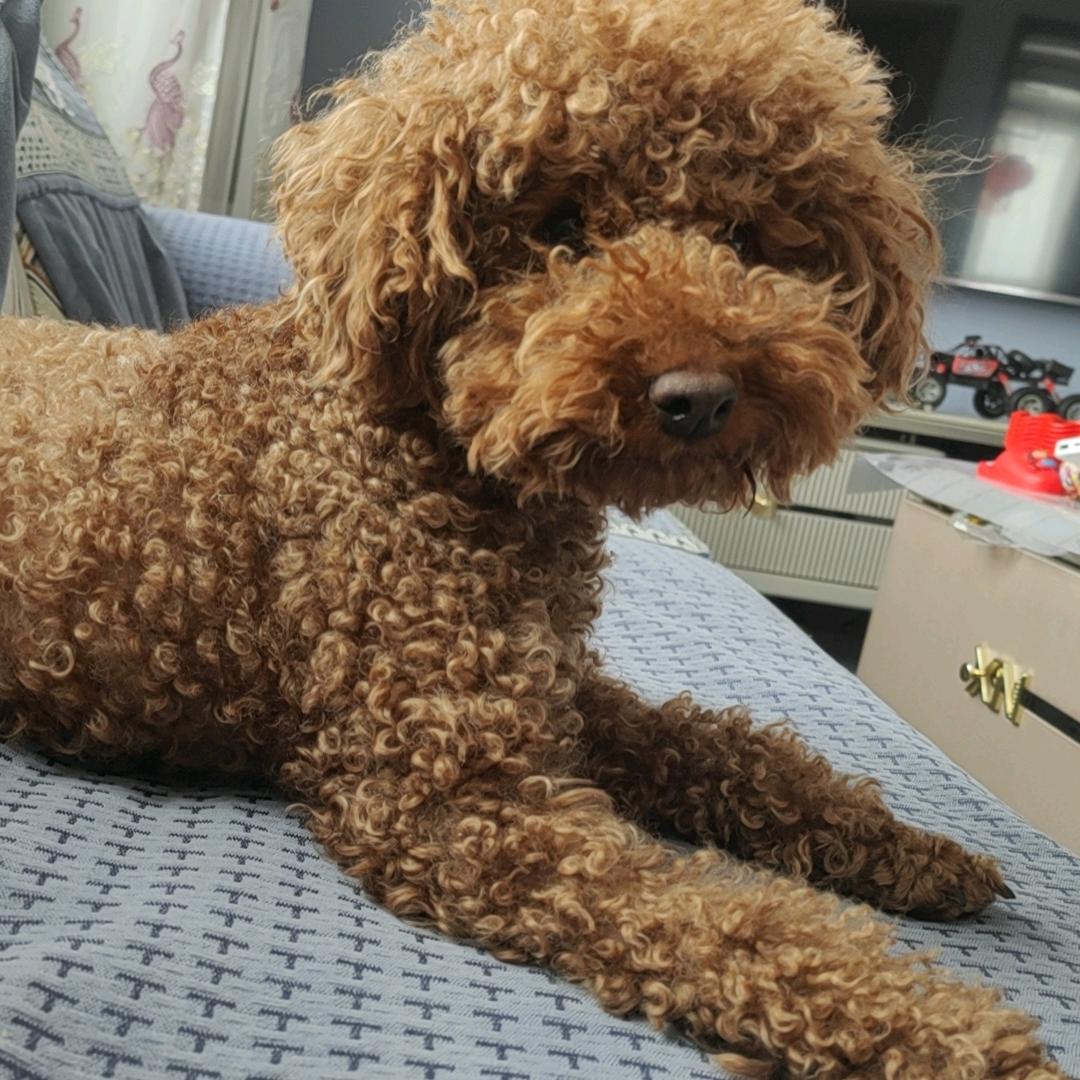 合启瑞府置业顾问飞飞