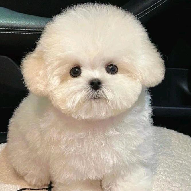 仔仔优选(账号搭建)