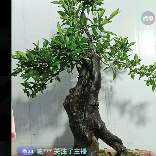 看海♛