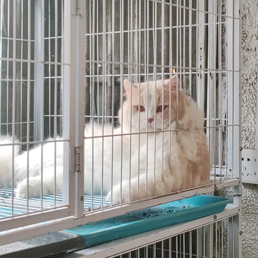 肥总猫舍👴（买猫私聊）