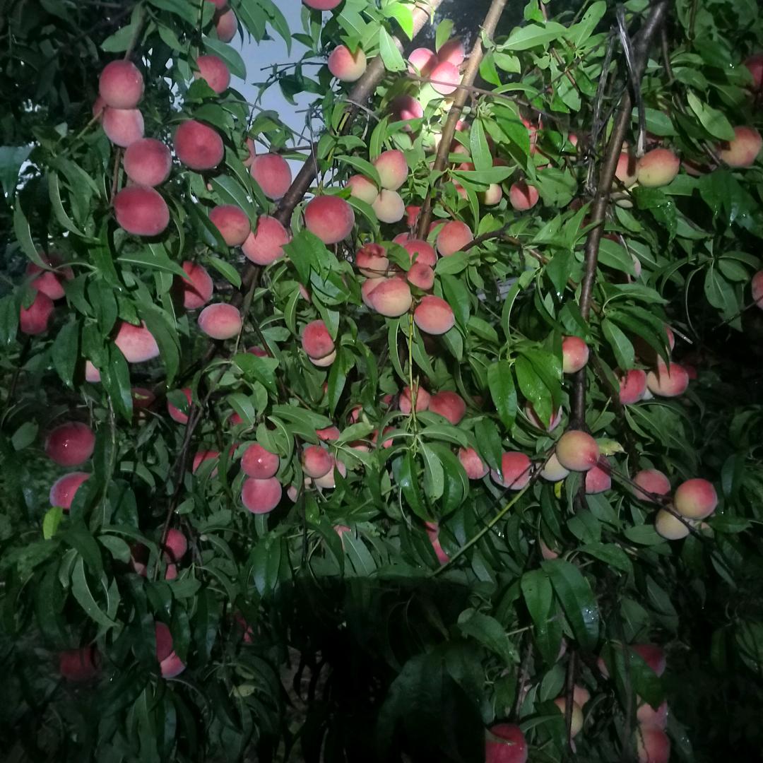 东哥