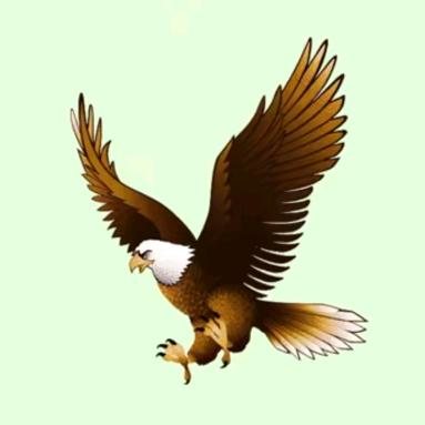 鹰击长空🦅🦅🦅