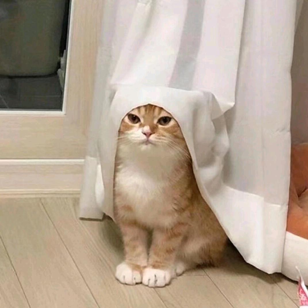 不叫好叶