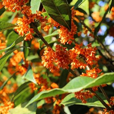 陕西桂花王