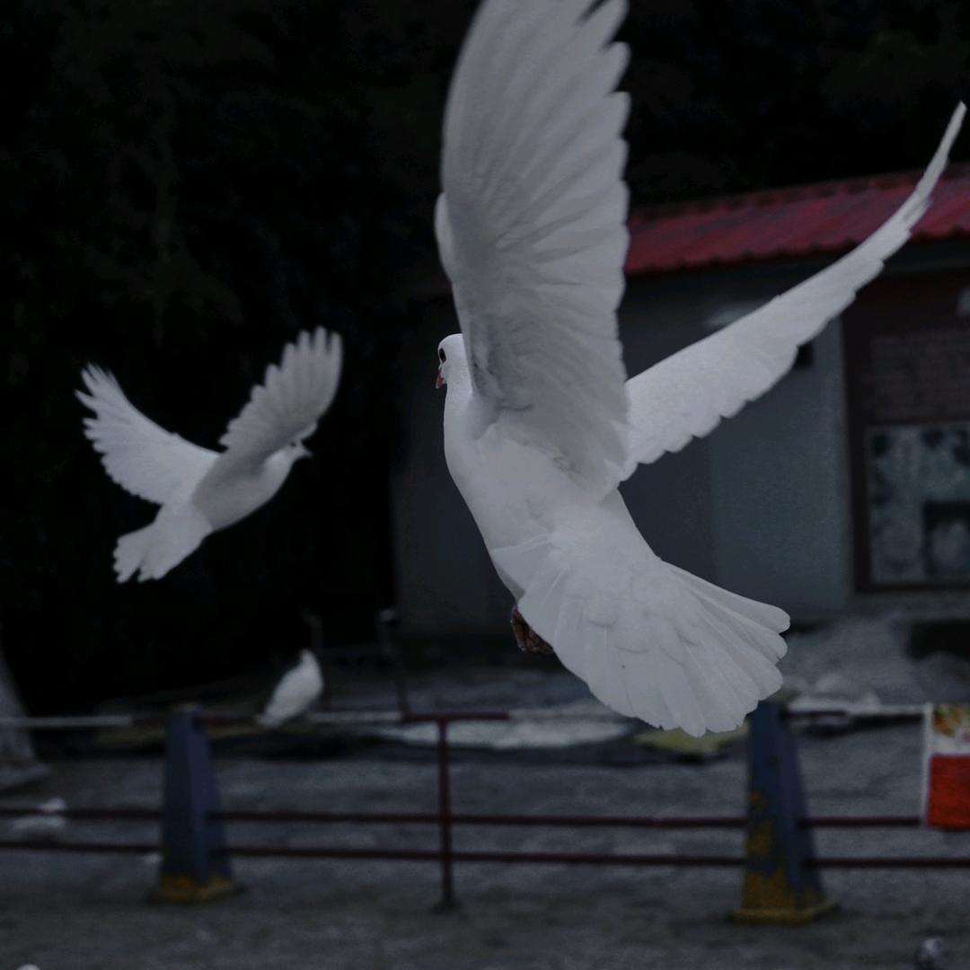 西谷风（殇觞殤觴慯班版）