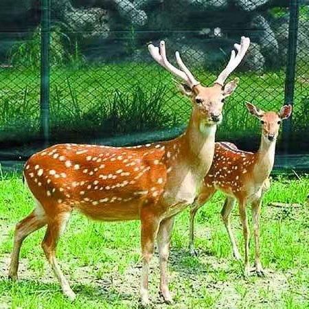 一鹿有你平安健康