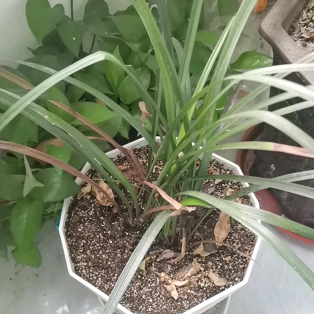 久云飞