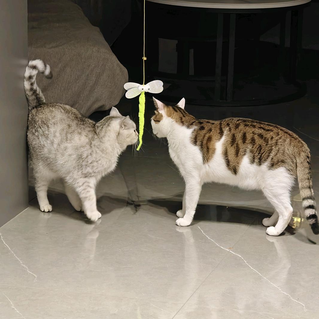 禄简国庆带我托马斯大回旋暴富暴瘦暴来财