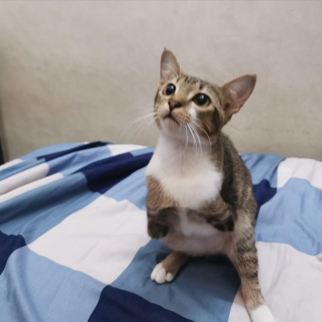 恐龙猫兔兔