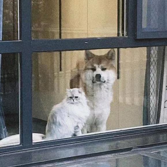 福生喵🐈