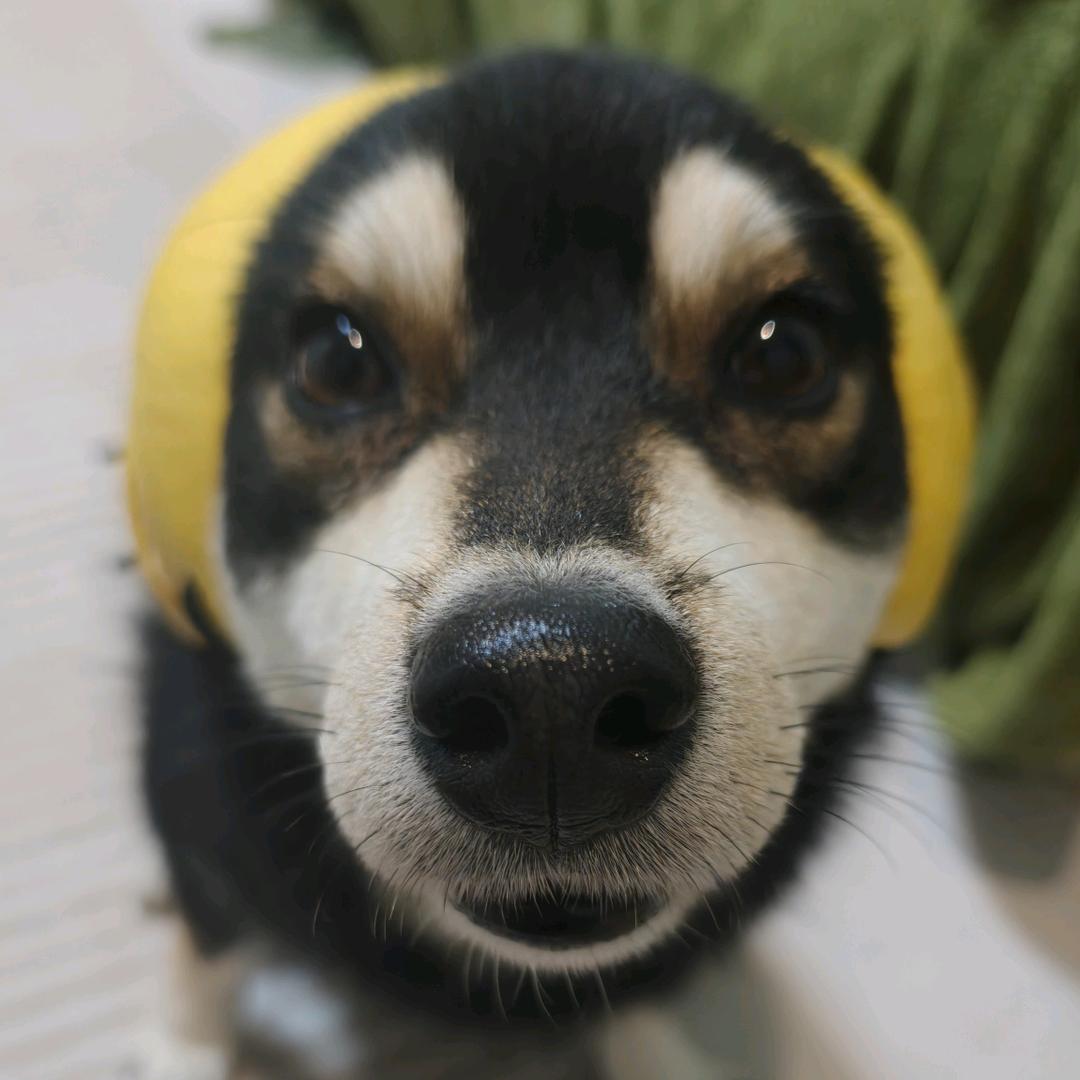 小七酱与小八桑