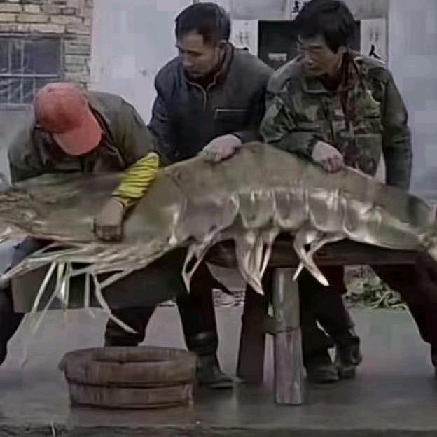 诚信水产兔羊批发零售