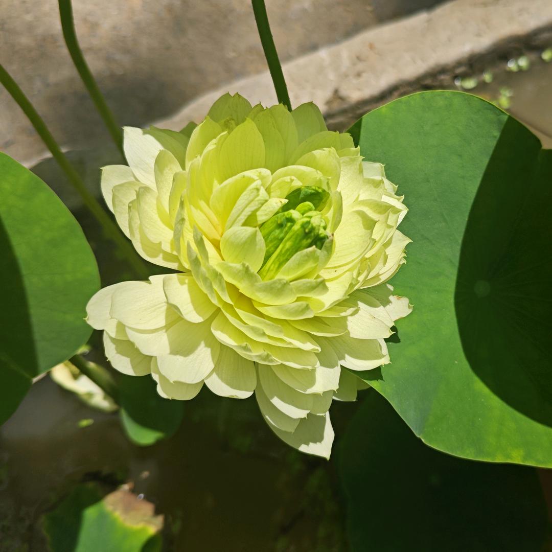 小树苗