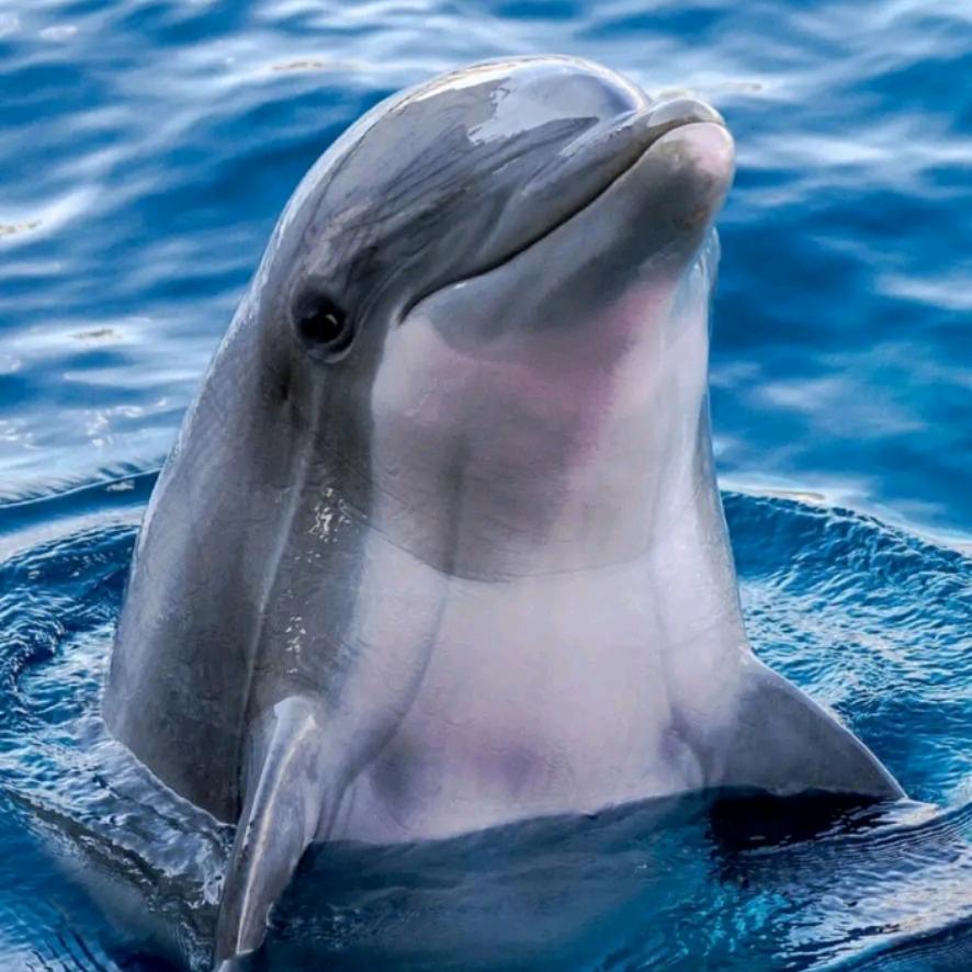 🌊🐬☯白鳍豚☯🐬💦