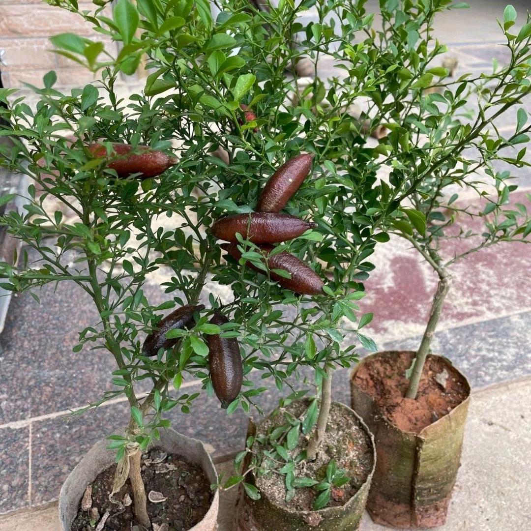 果木岛北兴果树苗木专卖店