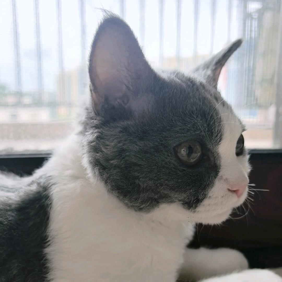 波妞是只赛凯猫（省💰版）