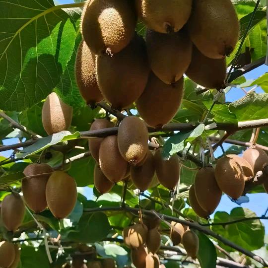 思源果树苗基地