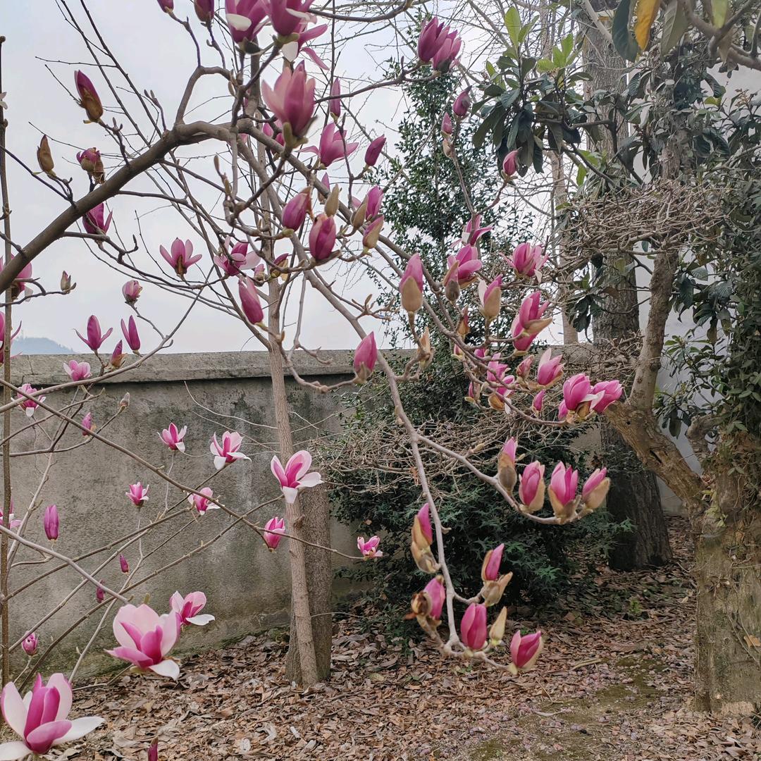 晓芸
