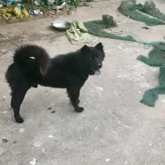 五黑犬安徽六安