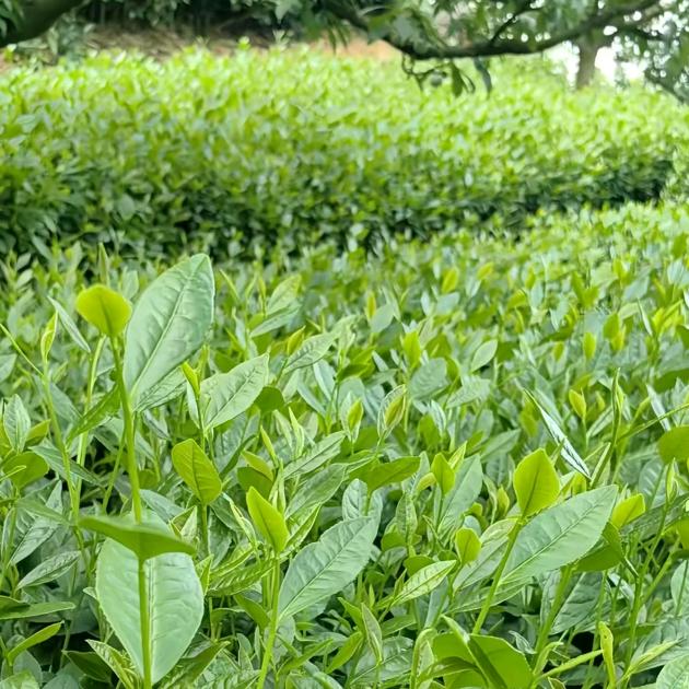 西峡县棵兴茶叶种植研究中心