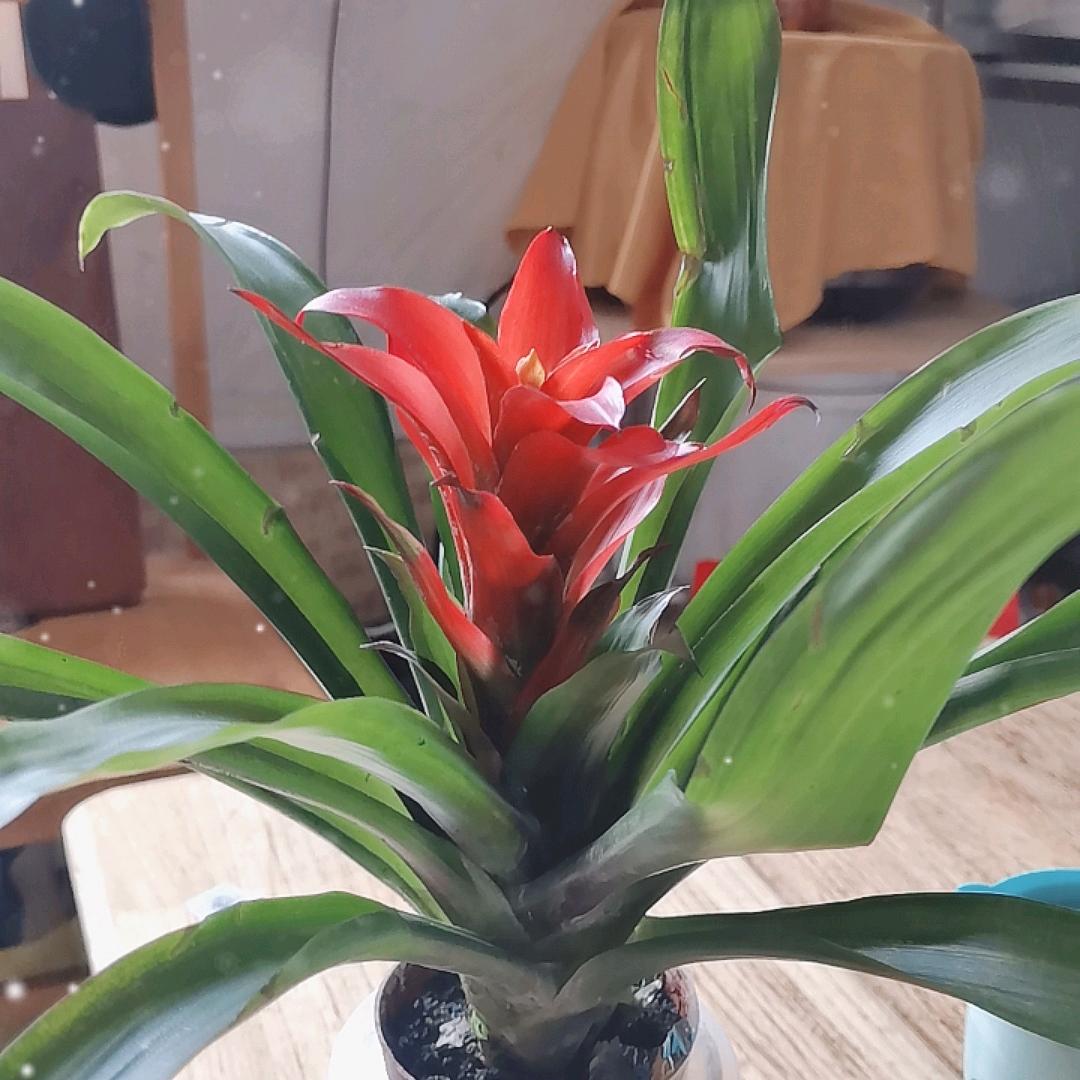 ໑ຼₒ₂₃ღ᭄幸运星🦋꧔ꦿ᭄💞