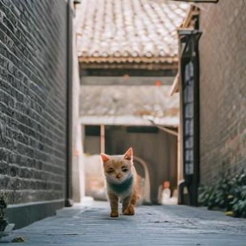 巷子里的喵~