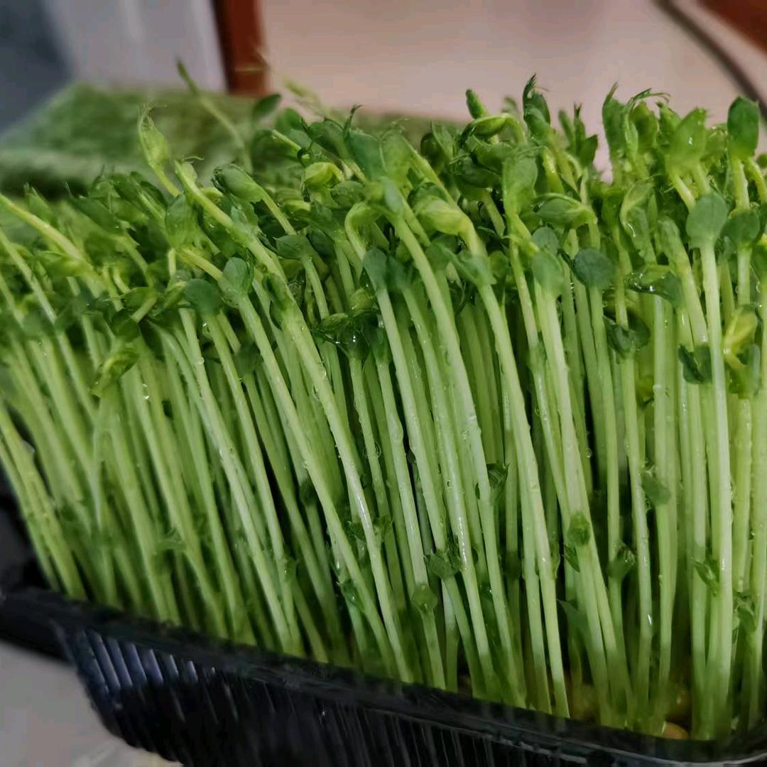 芽苗菜培育基地。