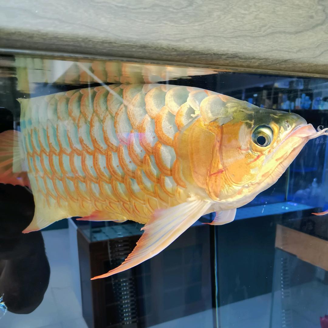 前程似锦