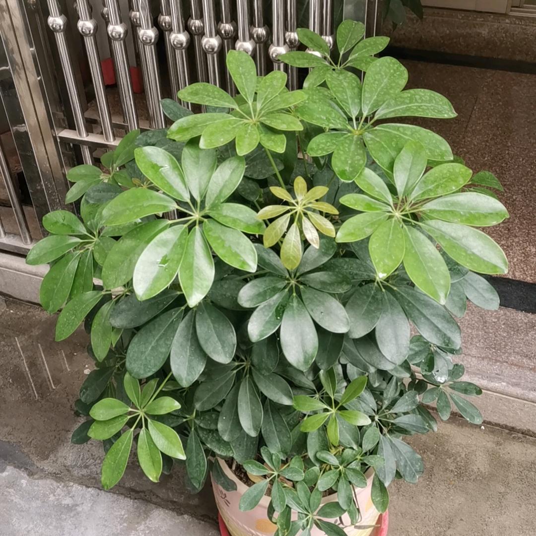 little 郑