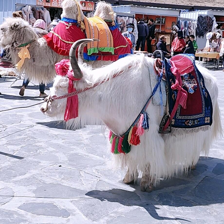 斌（哥哥）旅游包车