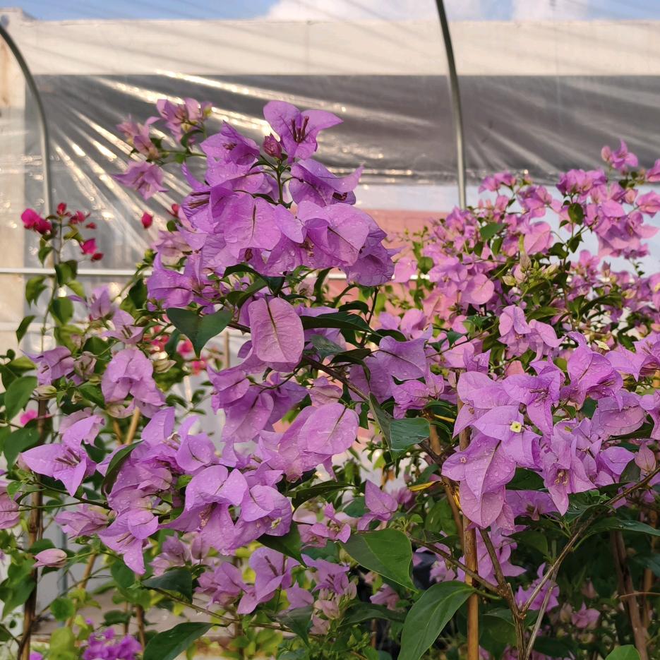 大壮三角梅园艺1号