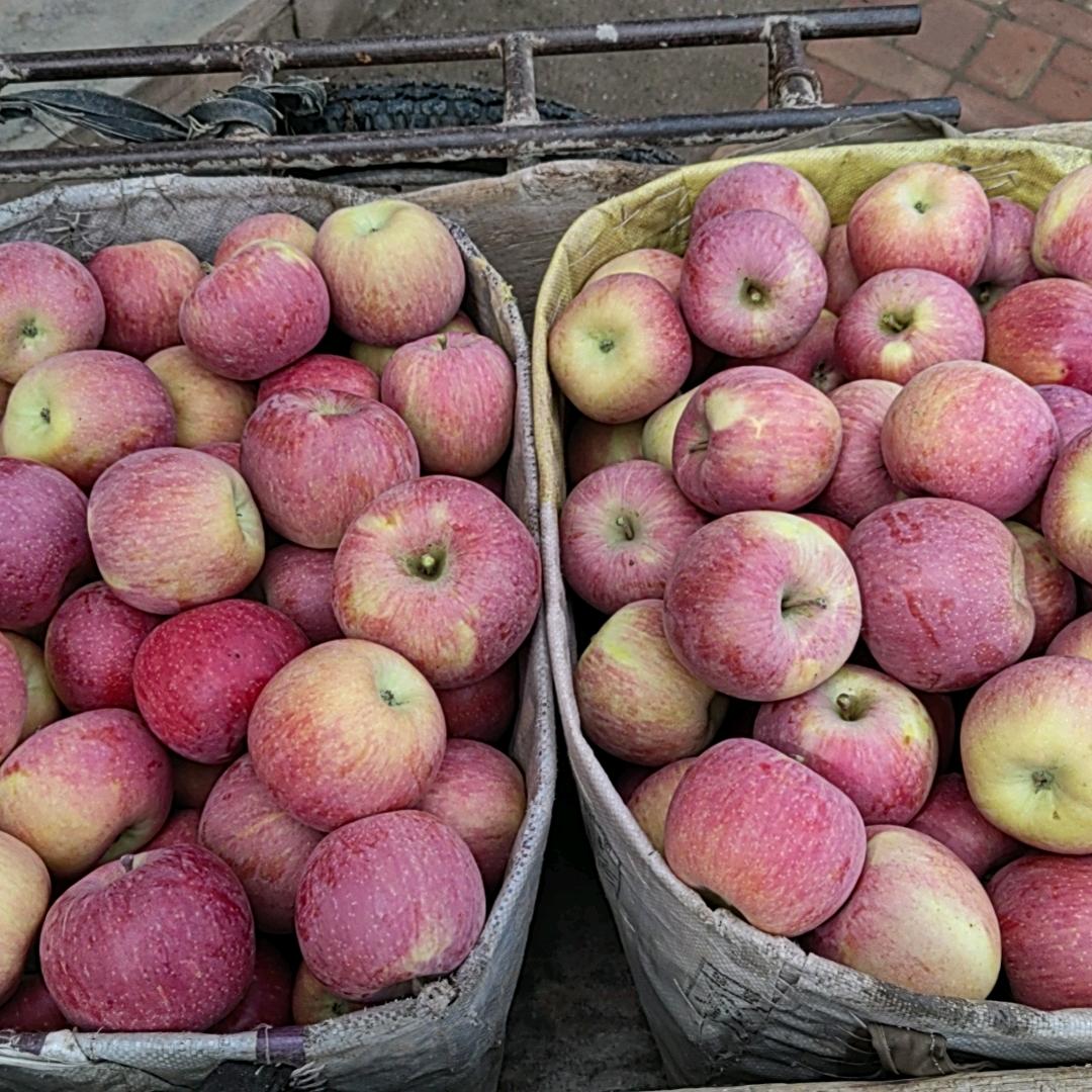 白银四龙苹果农家小王