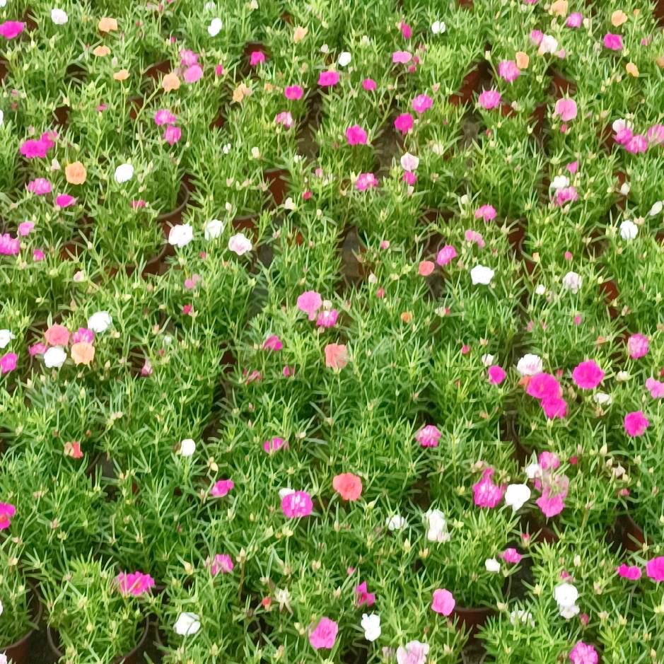 直销太阳花老桩，小苗