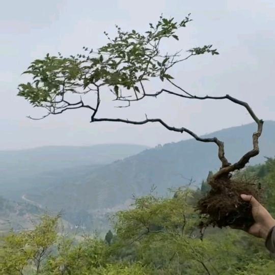王兄