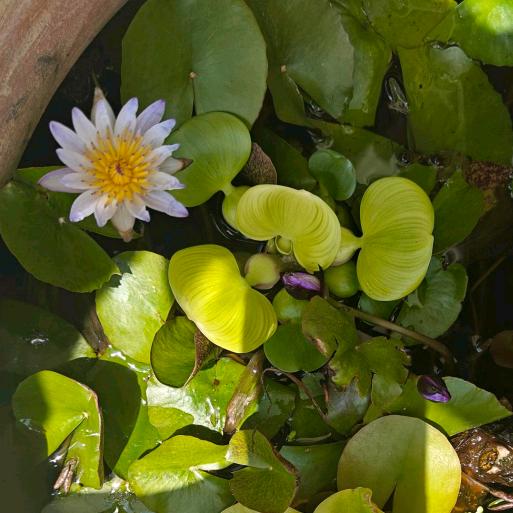 花开花落花无声