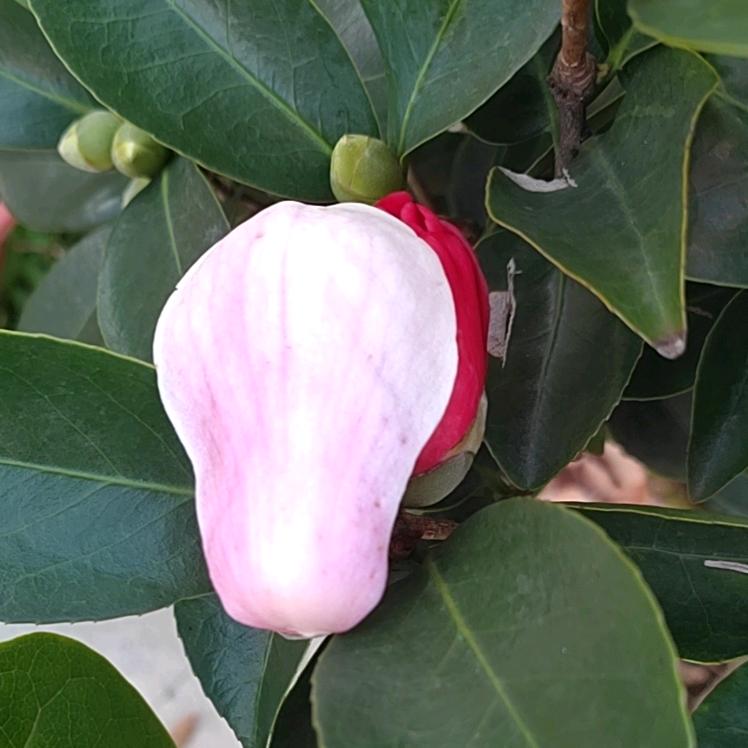 佛光