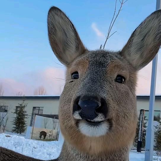 最爱米莱迪（王者荣耀）