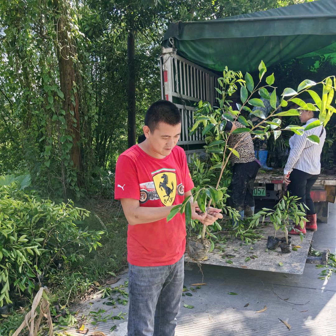 众航棋楠苗圃～韵粤香坊