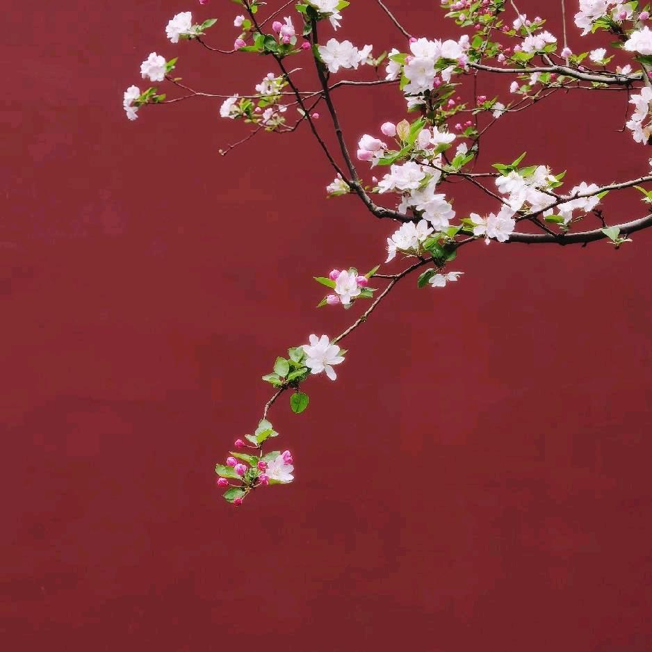 广场舞（手机摄影）