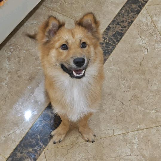 忠犬小黄