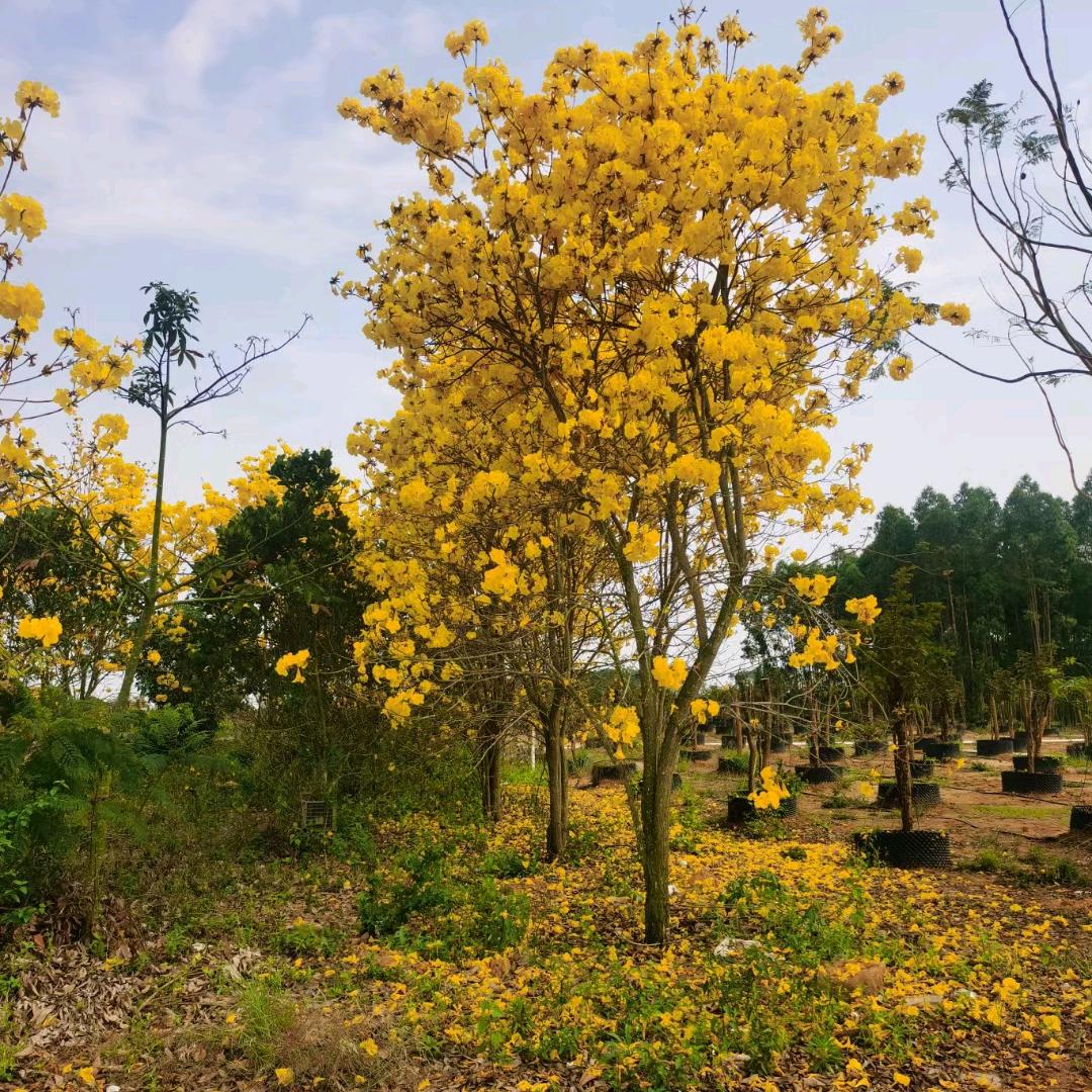 💐🌼災✌🏼🐅㦰🌷🌺