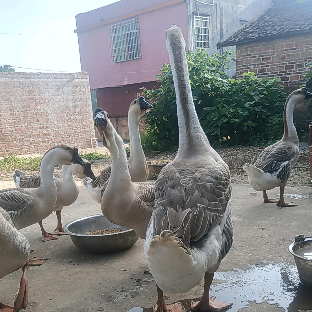 看谁都一样👁👁