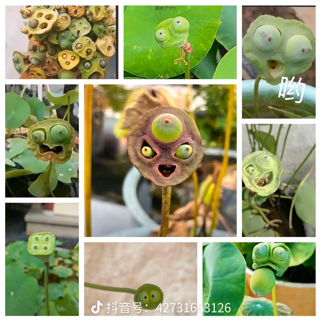 大白鹅小东山