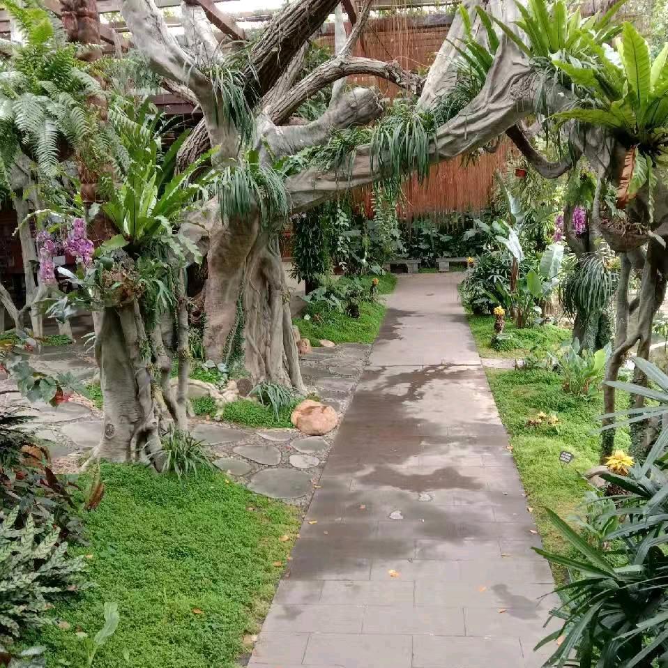酸果
