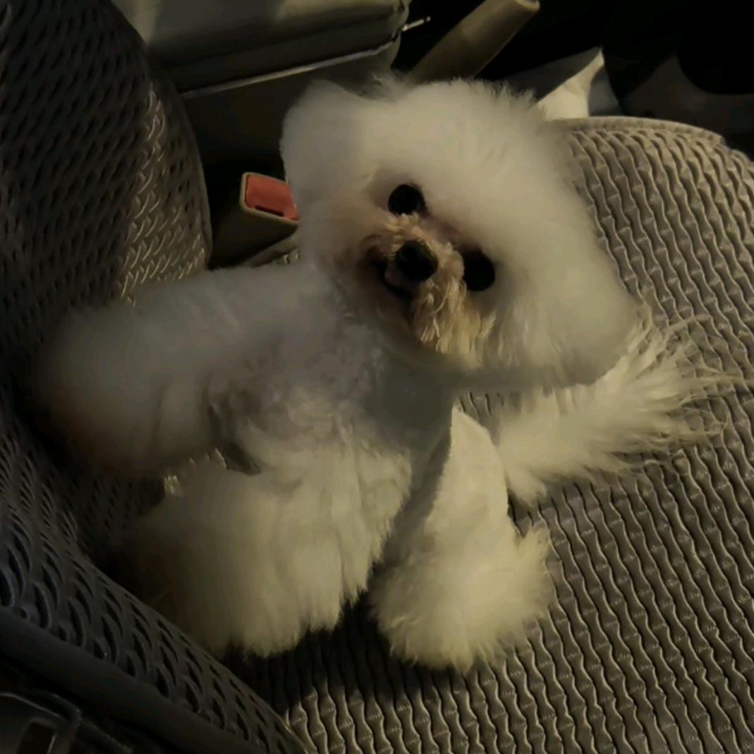 大眼是只小比熊